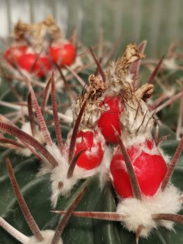 Echinocactus texensis JO 493